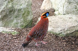 AVIFAUNA
