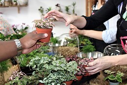 Boby la Plante