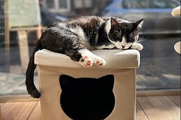 Chez Miss Miaouw