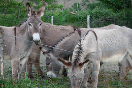 Agriturismo Il Montale